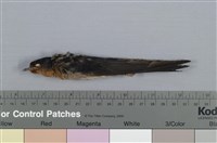 藏品(洋燕)的圖片